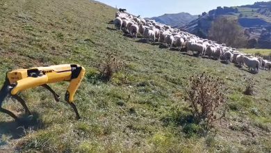 Photo of Куче-робот носи овци на пасиште (видео)