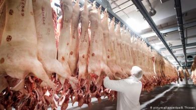 Photo of Бивш работник во кланицата „Тенис“: „Ноќе слушав колеги како плачат“