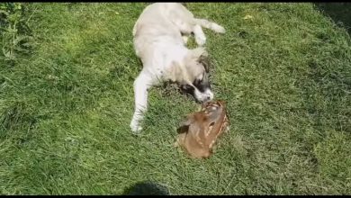 Photo of ВИДЕО: Кучето Медо донесе новородена срна во дом во селото Белица