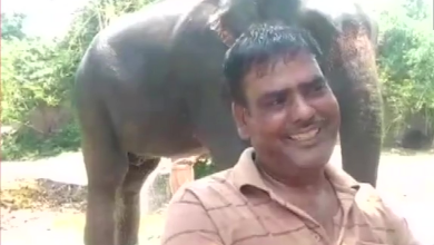 Photo of Индиец го остави наследството на своите слонови