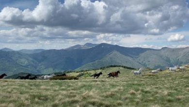 Photo of ВИДЕО: Стадо диви коњи фатени во галоп на Пелистер