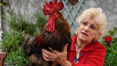 Photo of Петелот Морис, симбол на руралната средина во Франција повеќе нема да пее