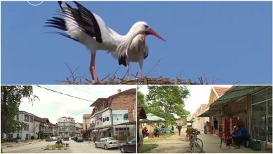 Photo of (ВИДЕО) 360° По априлските извештаи, проверивме – дали има штркови во Чешиново-Облешево и дали умираат птици во Боговиње