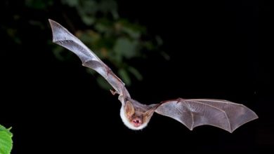 Photo of Научници тврдат дека лилјаците се отпорни на коронавирусот