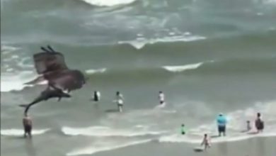 Photo of Орел улови ајкула (видео)