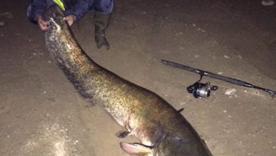 Photo of Сом капиталец тежок 47,5 килограми уловен во Калиманско езеро