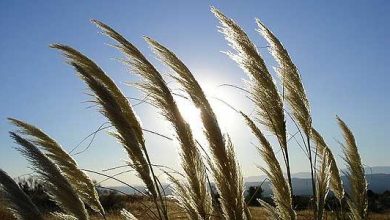 Photo of Сончево со умерна облачност, неделава температури околу 40 степени