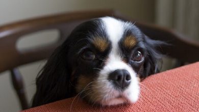 Photo of Ако детето е осамено и нервозно, купете куче