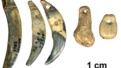 Photo of Десет најпознати митови за неандерталците