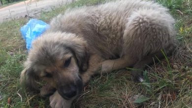 Photo of Кучињата мора да се шетаат двапати на ден