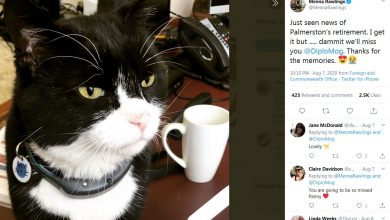 Photo of Најпознатиот мачор во Лондон заминува в пензија