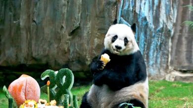 Photo of Најстарата панда во зоолошките градини го прослави 38-от роденден