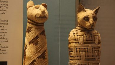 Photo of Научници погледнаа во внатрешноста на три мумифицирани животни