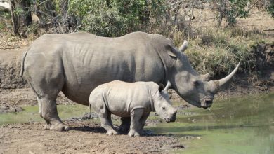Photo of Научници работат за спас на белиот носорог од истребување