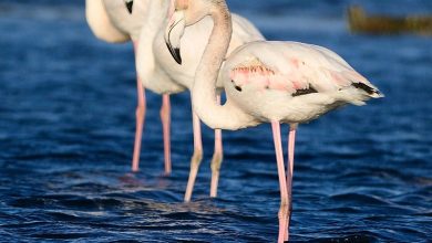 Photo of Пет розови фламинга во посета на Преспанското Езеро