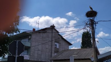 Photo of Штрковите во Прилепско се подготвуваат да заминат на југ