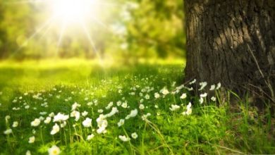 Photo of Викендов сончево и топло, од понеделник нестабилно време попладне