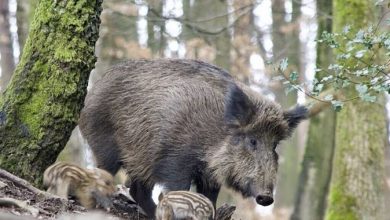 Photo of Заедничка апликација на ФАО и MammalNet помага во откривање на Африканска свинска чума кај дивите свињи