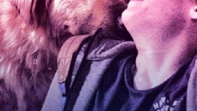 Photo of Македонскиот филм „Стела“ 18 септември во Градски Парк