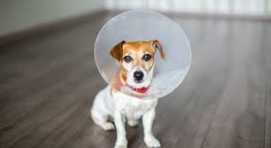 Photo of Општина Берово ќе субвенционира стерилизација на регистрирани кучиња