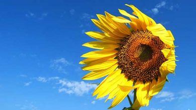 Photo of Сончево со температура до 33 степени