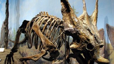 Photo of Дете пронајде редок скелет на диносаурус во Канада