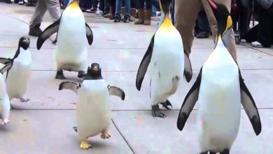 Photo of Гинисов рекорд: Пингвинот Олде наполни 41 година