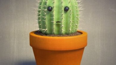 Photo of Растенија што го прочистуваат воздухот во домот