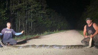 Photo of Во Флорида заловен питон долг речси шест метри