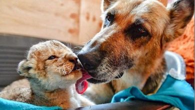 Photo of Кучка посвои две напуштени лавчиња