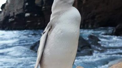 Photo of На Галапагос откриен бел пингвин