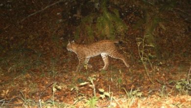 Photo of Повторно на камера снимен рис на Галичица