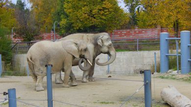 Photo of Во тек се градежни зафати за прилагодување на животниот простор на двете слоници во ЗОО Скопје