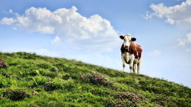 Photo of Бачовски: Исплатени субвенциите за вршење на земјоделска дејност во подрачја со ограничени можности