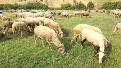 Photo of Дополнителни 400 денари за предадено јагне во кланични капацитети и 1.500 денари за задржано женско јагне