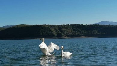Photo of Лебед запре 20 возови во Германија