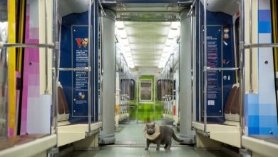 Photo of Московското метро обезбеди засолниште за речиси 200 животни