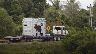 Photo of ВИДЕО: Најосамениот слон на светот доби ново живеалиште во Камбоџа