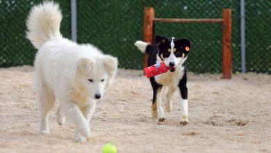 Photo of МИА во посета на „Лајка“ – дали Скопје доби стационар по светски стандарди?