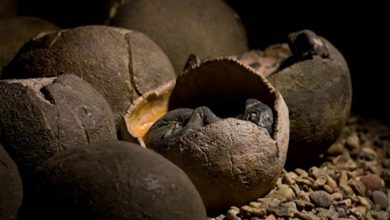 Photo of Дете од Кина играјќи пронајде јајце од диносаурус старо 66 милиони години