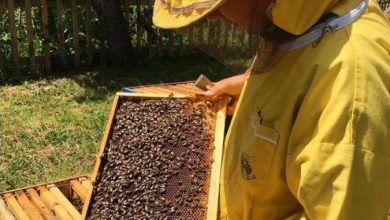 Photo of Големи штети во пчеларството од февруарските студови