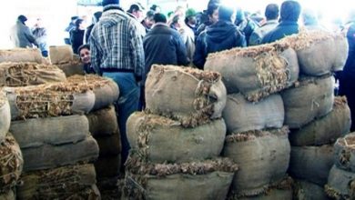 Photo of Досега откупени 24,5 милиони килограми тутун, за целата реколта обебзедени 70 милиони евра