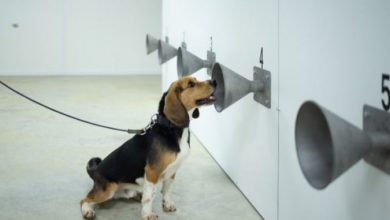 Photo of Белгиски фудбалски прволигаш со кучиња открива заразени со Ковид-19