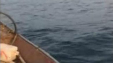 Photo of (Видео) Рибар од Истра сними ајкула голема колку неговиот брод