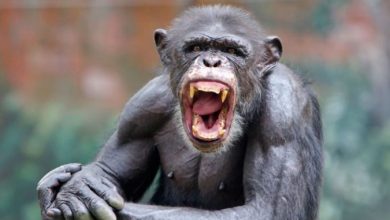 Photo of Мајмуните во две зоолошки во Чешка комуницираат преку Зум