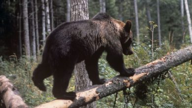 Photo of Се снима филм за мечка која угинала од кокаин