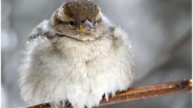 Photo of Студено утро со минусни температури, попладне до 14 степени