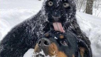 Photo of Црн пантер и ротвајлер живеат заедно и се сѐ попопуларни на интернет