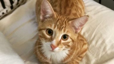 Photo of Истражување: Мачките ја намалуваат вознемиреноста кај деца со аутизам
