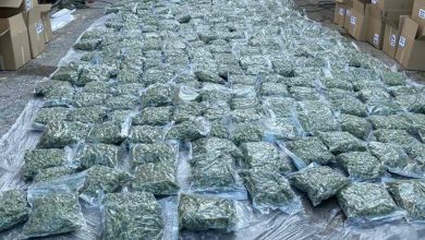 Photo of (Видео )Вчера уапсените му продавале 200 килограми марихуана на грчки државјанин, претреси во две фабрики за канабис
